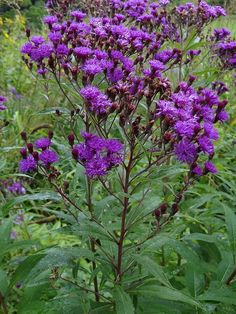 purple flowers are blooming in the field