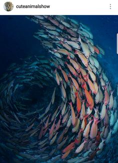 a large school of fish swimming in the ocean