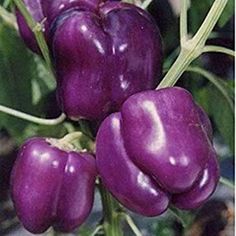 Purple Bell Pepper, Purple Pepper, Indoor Plants Styling, Sweet Bell Peppers, Sweet Pepper, Stuffed Pepper, Mini Bonsai