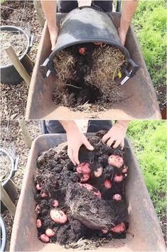 two pictures showing the process of planting potatoes in a wheelbarrow, and then removing them from the ground