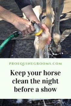 a person is washing a horse with a green hose and water from a faucet