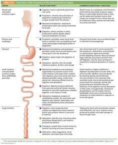 the anatomy of the human body and its functions in different ways, including stomachs