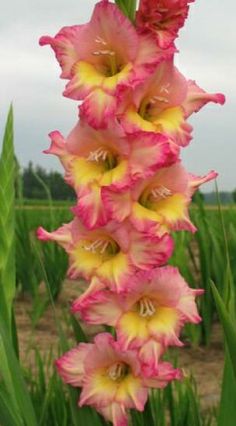 pink and yellow flowers are growing in the field