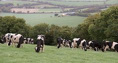 a herd of black and white cows grazing in a green field with rolling hills behind them