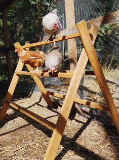 three chickens are standing on a wooden ladder