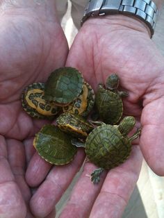 several small turtles sitting in the palm of someone's hands