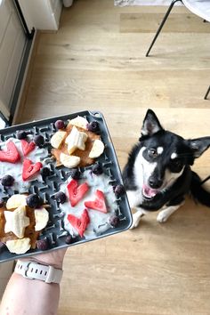 a black and white dog standing next to a person holding a waffle with fruit on it