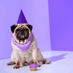 a pug dog wearing a purple party hat with a cupcake in front of it