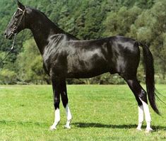 a large black horse standing on top of a lush green grass covered field with trees in the background