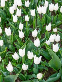 White Tulips: The Beautiful 'White Prince' Variety Types Of White, Tulip White, White Petals, White Tulips, Purple And Green, Flower Beauty, A Flower, Tulips