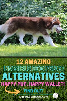 a brown and white dog walking across a lush green field next to bushes with the words invisible dog fence alternatives