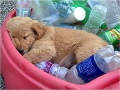 a puppy sleeping in a pink basket filled with plastic bottles