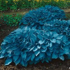 a large blue plant in the middle of a dirt area with yellow flowers behind it