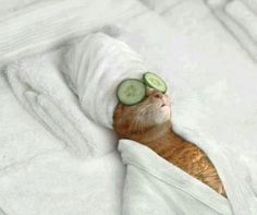 a cat with cucumbers on it's eyes is laying in bed under a blanket