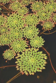 some green plants are growing in the water