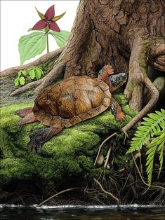 a painting of a turtle in the grass next to a tree with leaves on it