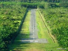 an empty road surrounded by lush green trees