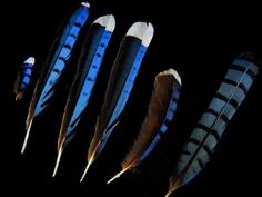 five feathers are lined up in a row on a black background, with one blue and the other brown