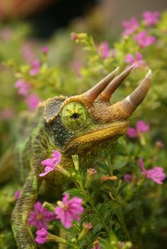 a chamelon sitting in the middle of some flowers with long horns on it's head