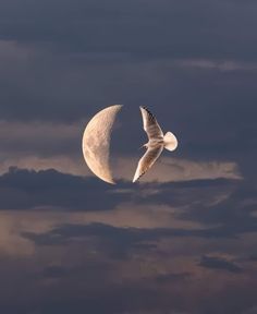 a bird flying in the sky with a half moon