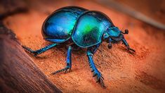 a blue beetle sitting on top of a wooden table