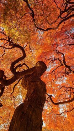 an orange tree in the fall with its leaves turning to red and yellow, looking up at it's branches