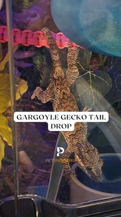 a lizard that is sitting on top of a metal pole with the words gargoyle gecko tail drop