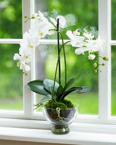 a white orchid in a glass vase on a window sill