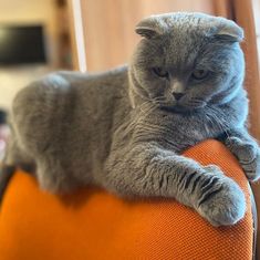 a grey cat sitting on top of an orange chair with its paw resting on the armrest