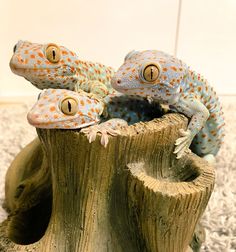 three geckos sitting on top of a tree stump