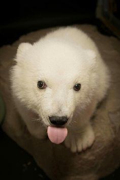 a white polar bear sticking its tongue out