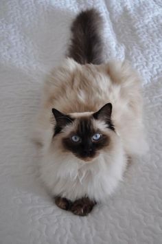 a siamese cat with blue eyes sitting on a white bed sheet looking up at the camera