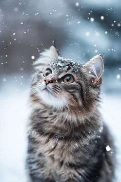 a cat sitting in the snow looking up