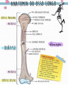 the anatomy of a long bone with labels on it and an image of its structure