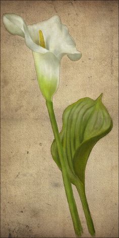 a white flower with green leaves on a beige background, in the foreground is an old paper texture