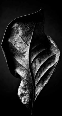 a black and white photo of a leaf