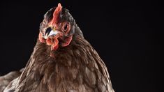 a close up of a chicken on a black background with its head turned to the side