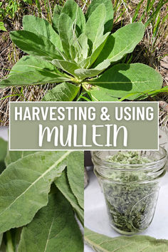 the words harvesting and using mullen in front of a jar filled with leaves