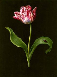 a red and white flower sitting on top of a green leafy plant next to a ladybug