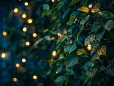 the lights are hanging from the tree in front of the wall covered with green leaves