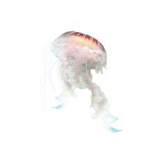 a jellyfish is floating in the air on a white background with watercolors