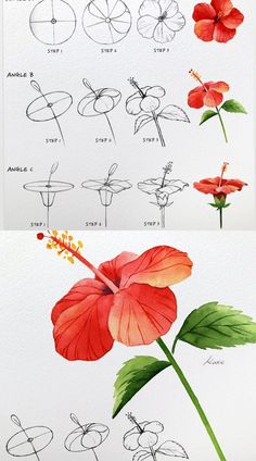 the different types of flowers are shown in this drawing