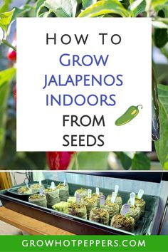 how to grow jalapenos indoors from seeds in the garden with text overlay