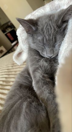 a grey cat sleeping on top of a white blanket