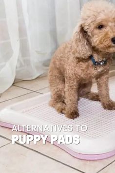 a small brown dog standing on top of a bath mat with the words alternatives to puppy pads