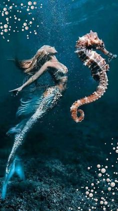 two seahorses are swimming in the water