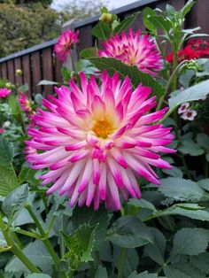 a pink and yellow flower in a garden