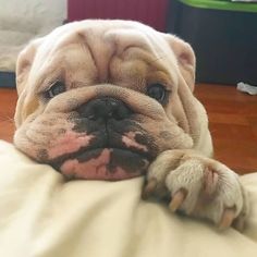 a close up of a dog laying on a bed