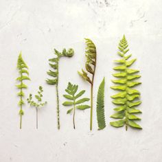 different types of plants on a white surface