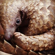 an armadile is curled up and looking at the camera